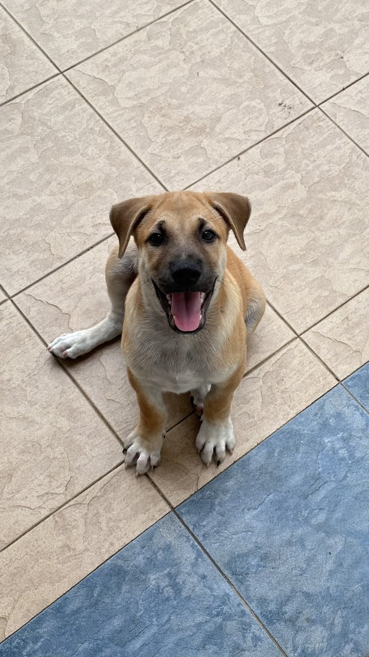 Fatty - Mixed Breed Dog