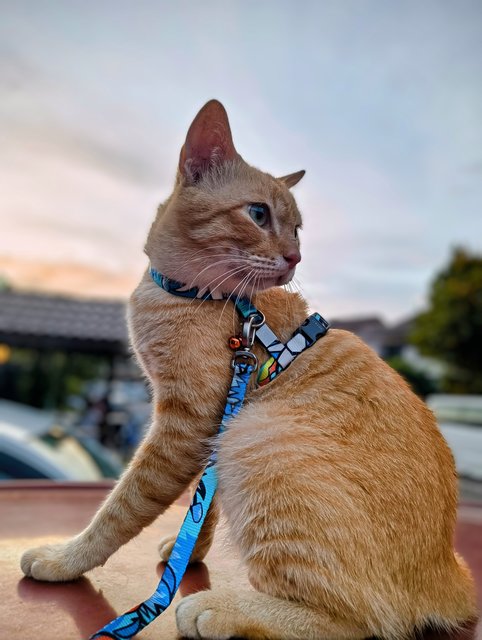 Ranga - Tabby + Domestic Short Hair Cat