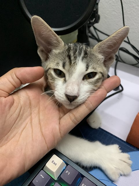 Seri Muka - Domestic Short Hair Cat