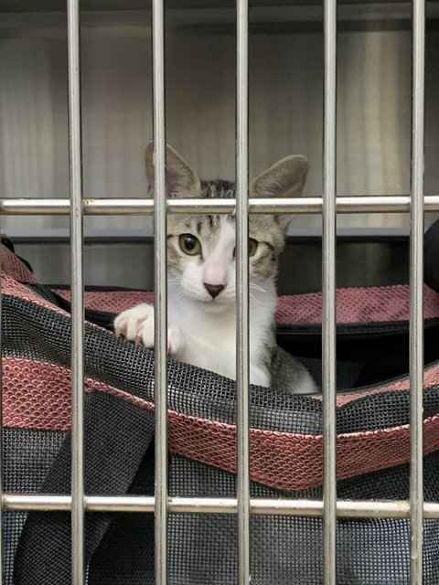 Seri Muka - Domestic Short Hair Cat