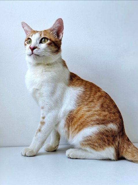 Tanner: Your Perfect 1st Cat - Domestic Short Hair Cat