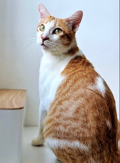 Tanner: Your Perfect 1st Cat - Domestic Short Hair Cat