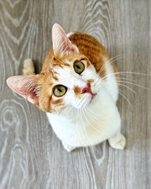 Tanner: Your Perfect 1st Cat - Domestic Short Hair Cat