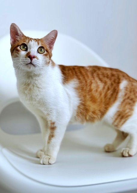 Tanner: Your Perfect 1st Cat - Domestic Short Hair Cat