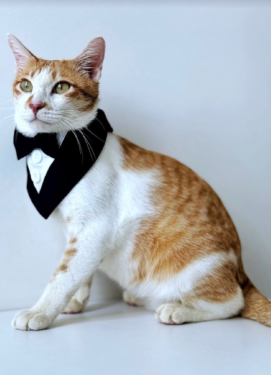 Tanner: Your Perfect 1st Cat - Domestic Short Hair Cat