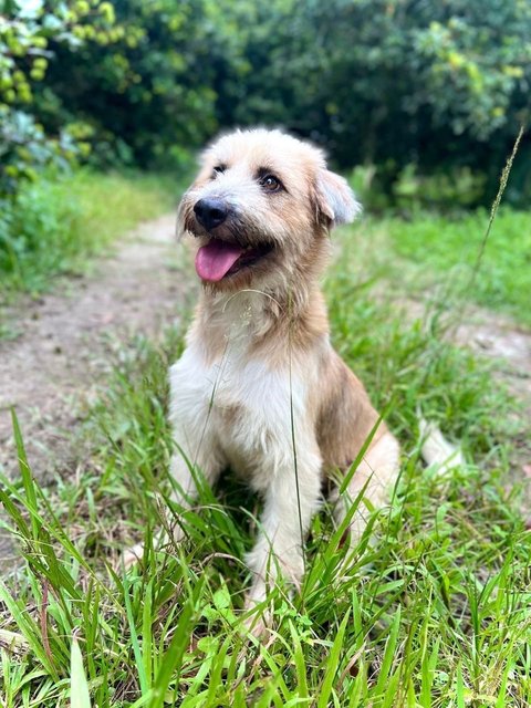 Bonnie - Terrier Mix Dog