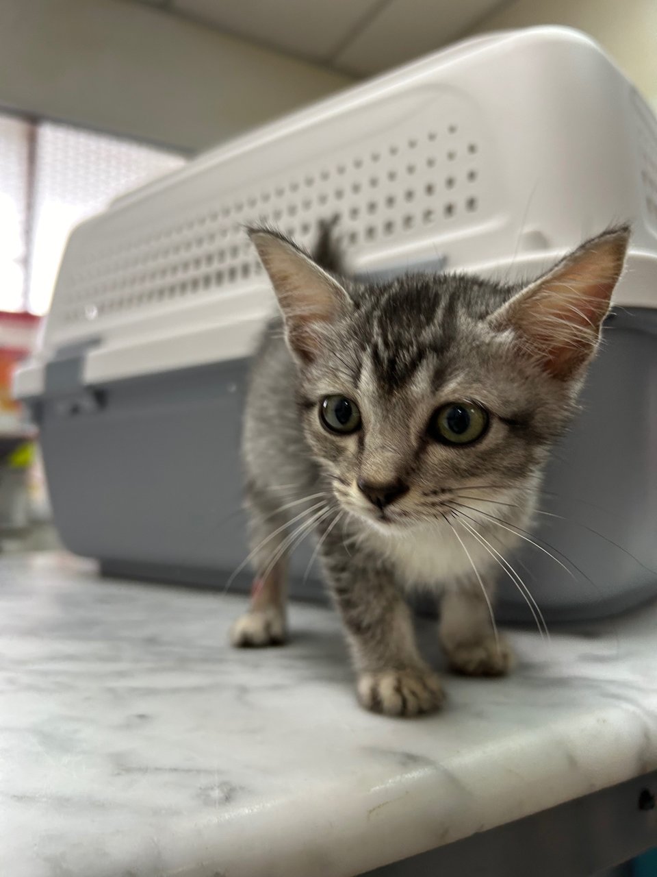 Ten Ten - Domestic Short Hair Cat