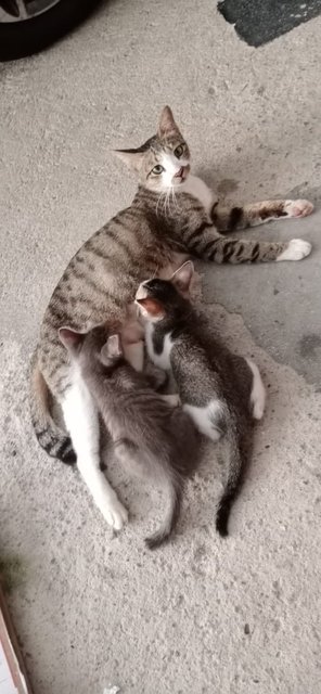 Mama Cleo &amp; Babies - Domestic Short Hair Cat