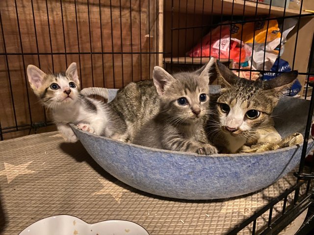 Mama Cleo &amp; Babies - Domestic Short Hair Cat