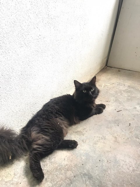 Black Cat - Domestic Long Hair Cat