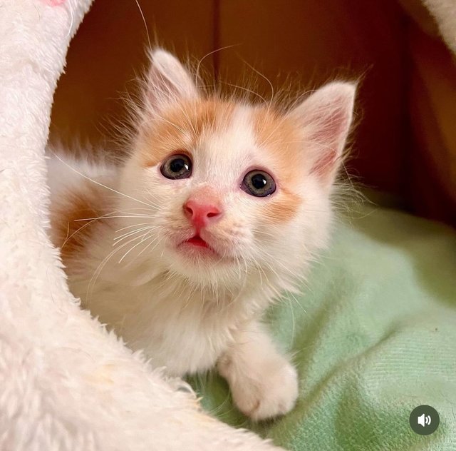 Mac (Ginger) &amp; Flurry (Grey) - Domestic Medium Hair Cat