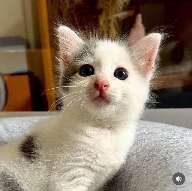 Mac (Ginger) &amp; Flurry (Grey) - Domestic Medium Hair Cat