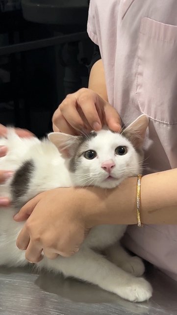 Mac (Ginger) &amp; Flurry (Grey) - Domestic Medium Hair Cat