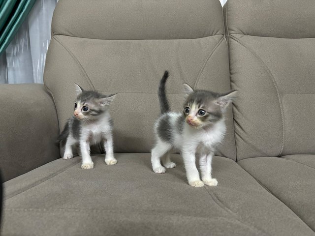 Miki &amp; Miko - Domestic Short Hair Cat