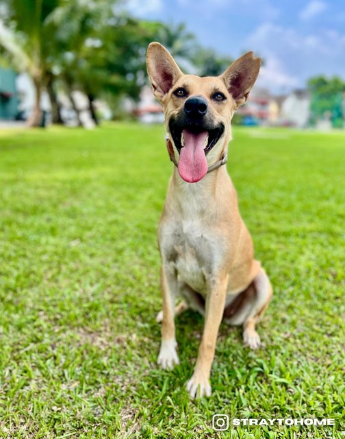 Lizzie - Mixed Breed Dog