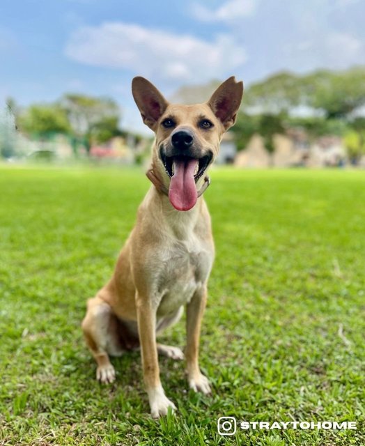 Lizzie - Mixed Breed Dog