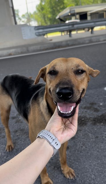 Roti - Mixed Breed Dog