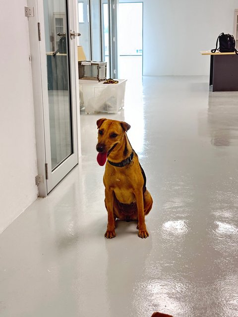 Roti - Mixed Breed Dog