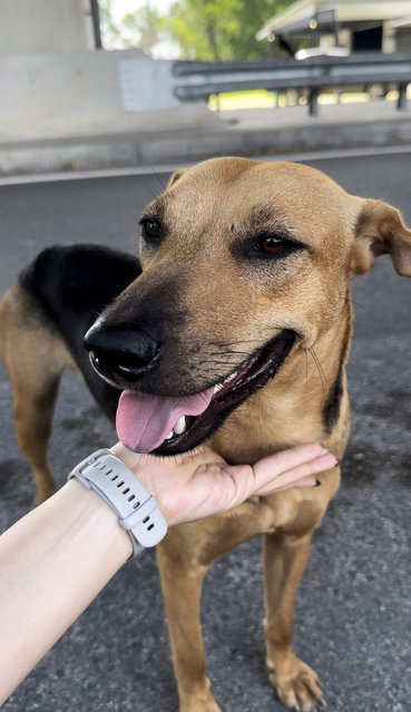 Roti - Mixed Breed Dog