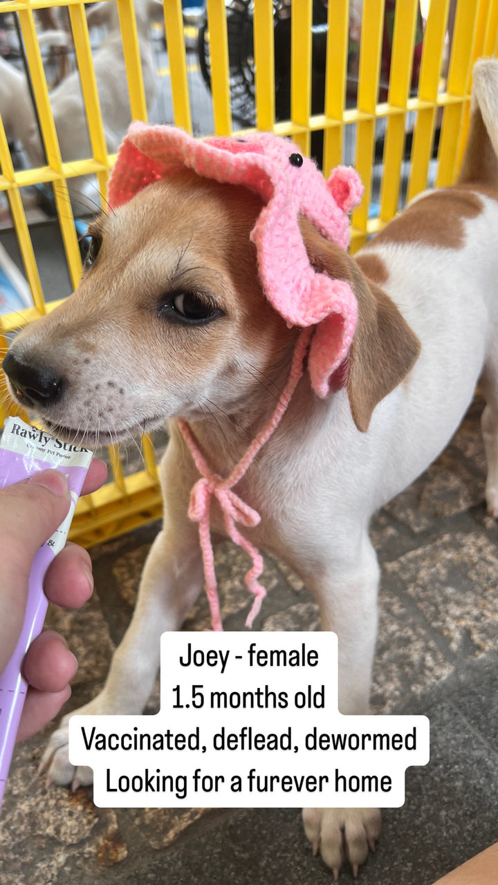 Daisy, Joey And Rooroo - Mixed Breed Dog