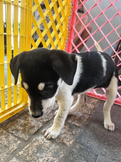 Daisy, Joey And Rooroo - Mixed Breed Dog