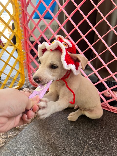 Daisy, Joey And Rooroo - Mixed Breed Dog