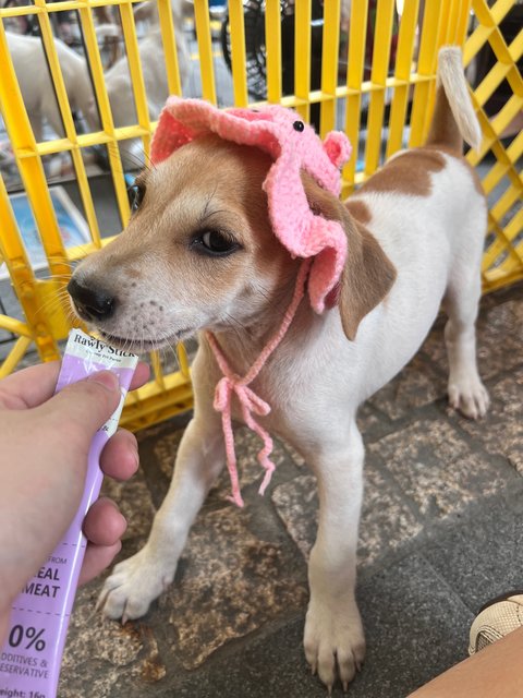 Daisy, Joey And Rooroo - Mixed Breed Dog