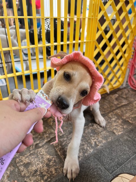 Daisy, Joey And Rooroo - Mixed Breed Dog