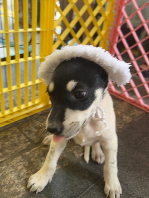 Daisy, Joey And Rooroo - Mixed Breed Dog