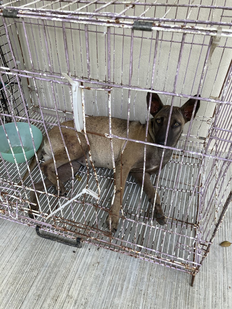 Petra  - Xoloitzcuintle/Mexican Hairless Dog