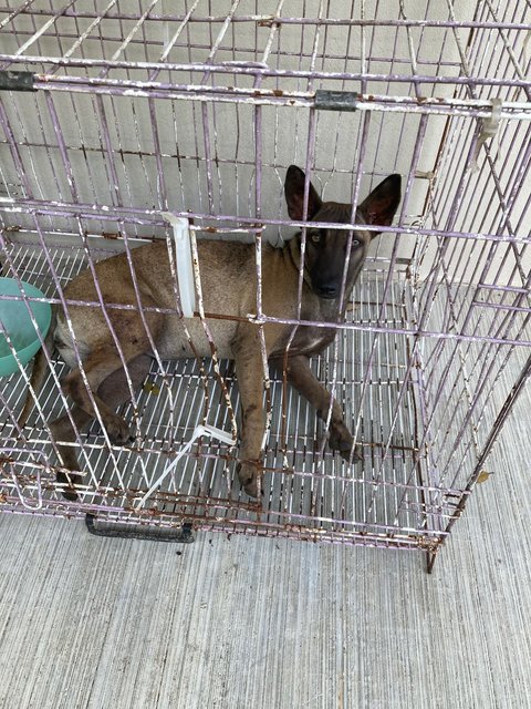 Petra  - Xoloitzcuintle/Mexican Hairless Dog