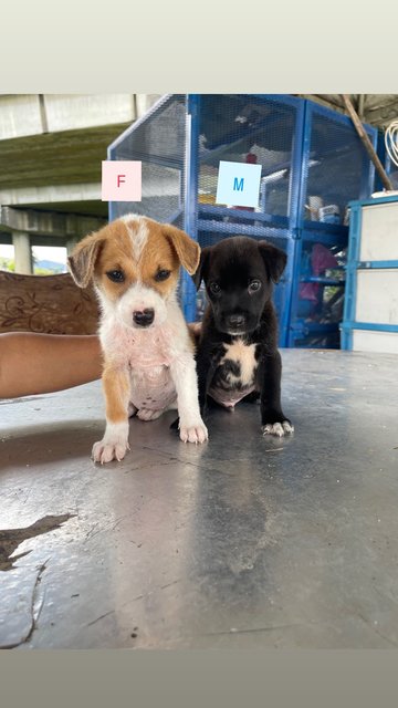 7 Puppies - Mixed Breed Dog