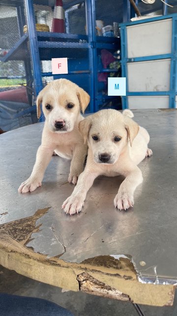 7 Puppies - Mixed Breed Dog