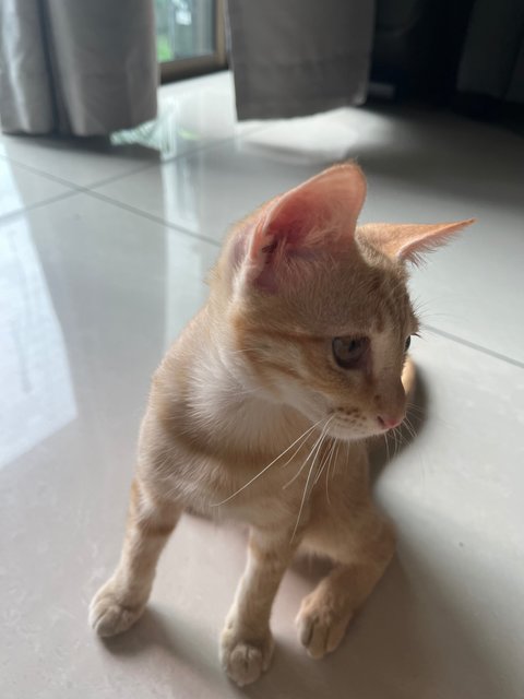 Mango - Domestic Short Hair Cat