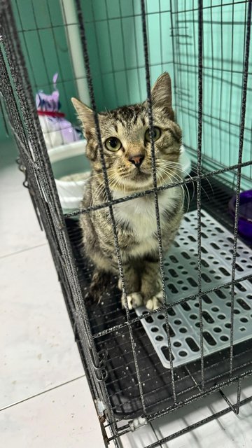 Bujang - Domestic Short Hair Cat