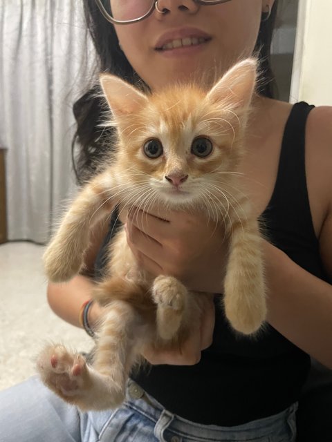 Ah Girl - Domestic Long Hair Cat