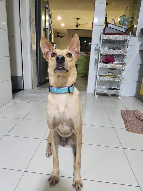 Little Yellow - Mixed Breed Dog