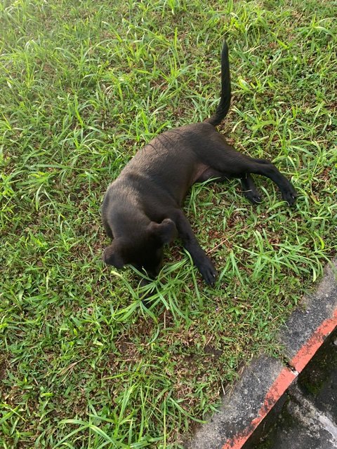 Beautiful Black Female Dog - Mixed Breed Dog