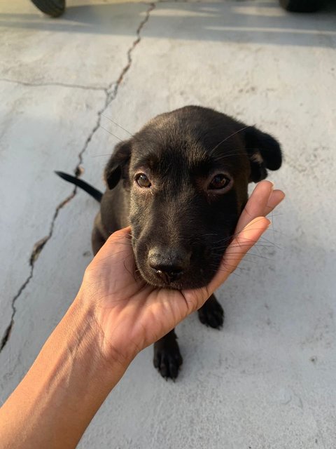 Beautiful Black Female Dog - Mixed Breed Dog