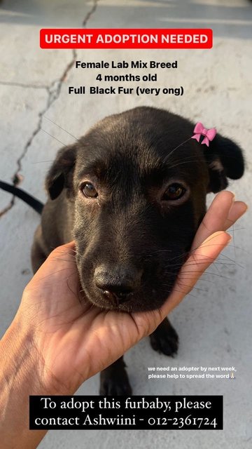 Beautiful Black Female Dog - Mixed Breed Dog