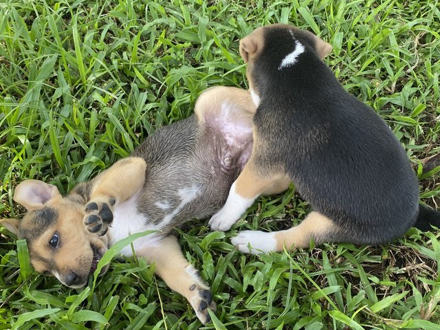 Maple  - Mixed Breed Dog