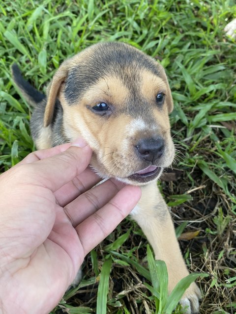 Maple  - Mixed Breed Dog