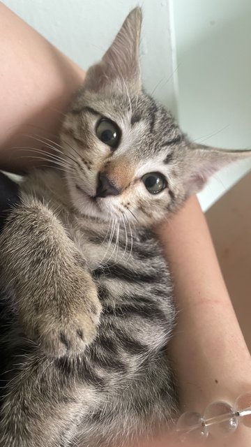 Tinky，winky - Domestic Short Hair + Tabby Cat