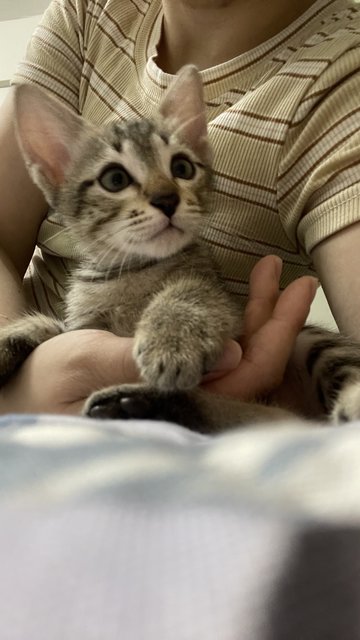 Tinky，winky - Domestic Short Hair + Tabby Cat