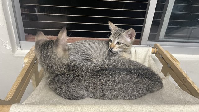 Tinky，winky - Domestic Short Hair + Tabby Cat