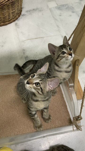 Tinky，winky - Domestic Short Hair + Tabby Cat