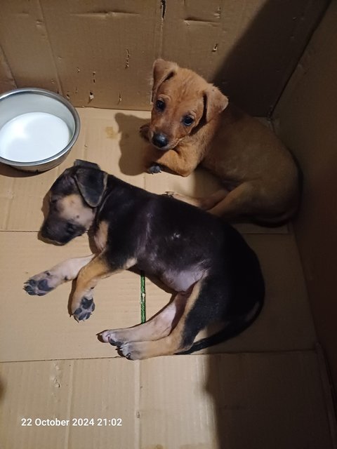 Abandoned Puppies - Mixed Breed Dog