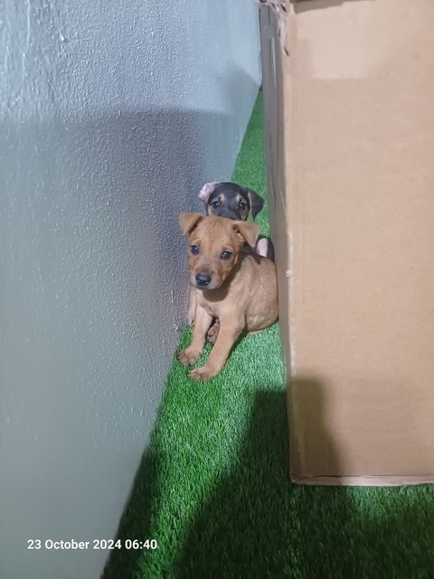 Abandoned Puppies - Mixed Breed Dog