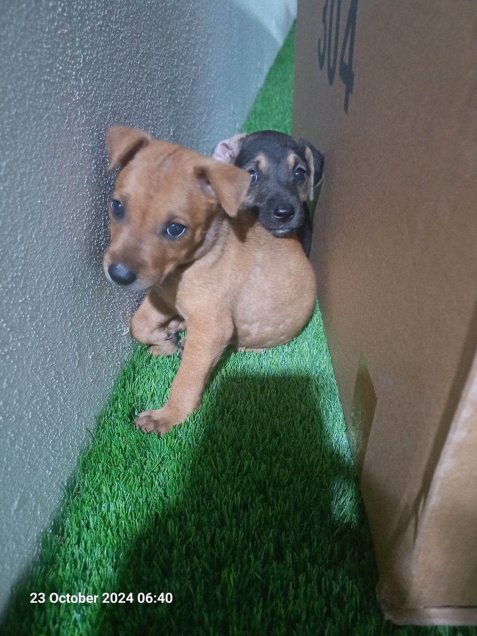 Abandoned Puppies - Mixed Breed Dog