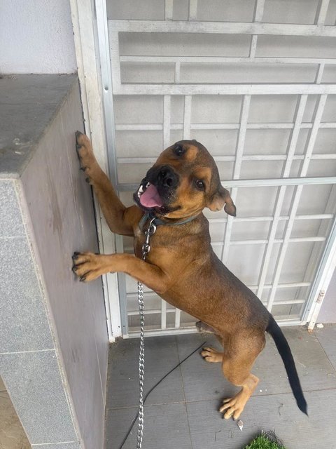 Boxer Mix Breed Dog For Adoption - Mixed Breed Dog